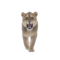 Fierce lioness with open mouth and sharp teeth is walking forward, displaying powerful and intimidating presence. lioness fur is light tan color, and her eyes are focused ahead png