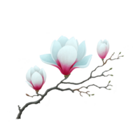Delicate branch of magnolia flowers with soft white petals and pink centers, showcasing serene and elegant beauty. blossoms are in various stages of bloom, adding sense of natural progression png
