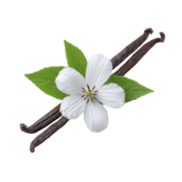 Delicate white flower with green leaves is placed on top of two vanilla pods, creating natural and aromatic composition. image evokes sense of freshness and purity png