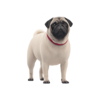 Cute pug with red collar stands attentively, showcasing its wrinkled face and curled tail. dog beige fur contrasts with vibrant collar, adding charm to its appearance png