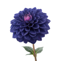 Vibrant blue dahlia flower with pink center stands out against transparency background, showcasing its intricate petal arrangement and lush green leaves png