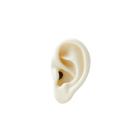 Realistic 3D rendering of human ear, showcasing detailed anatomy and texture, isolated on transparency background. image highlights ear curves and contours png