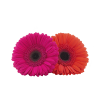 Two vibrant gerbera daisies, one pink and one orange, are placed side by side against transparency background, showcasing their vivid colors and intricate petal details png