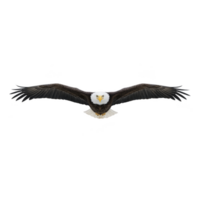 Majestic bald eagle soars with wings fully extended, showcasing its impressive wingspan and powerful presence against clear sky. eagle sharp gaze and iconic white head are striking png