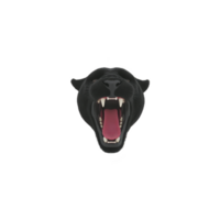 Fierce black panther head with open mouth, showing sharp teeth and pink tongue, set against plain background. image conveys power and intensity png