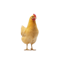 Vibrant yellow chicken stands against plain background, showcasing its bright feathers and red comb. chicken alert posture and detailed plumage are highlighted png