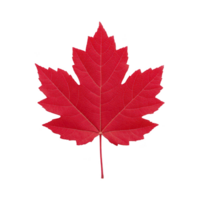 Vibrant red maple leaf with detailed veins, symbolizing autumn and nature beauty. leaf is isolated on transparency background, highlighting its striking color and shape png