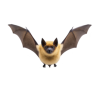Bat with outstretched wings is flying against transparency background, showcasing its detailed fur and wing structure. image captures bat unique features and natural beauty png