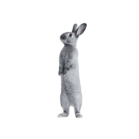 Cute gray rabbit stands upright on its hind legs, showcasing its fluffy fur and alert ears against plain background. rabbit curious expression adds charm to image png