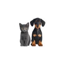 Cute gray cat and small black and tan puppy sit side by side, showcasing their adorable features. cat has calm expression, while puppy looks curious and playful png
