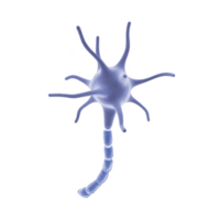 3D illustration of neuron with dendrites and axon, showcasing complex structure of nerve cell in nervous system. image highlights intricate design of neural connections png