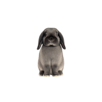 Cute, fluffy gray lop eared rabbit sits facing forward against transparency background, showcasing its soft fur and adorable expression png