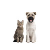 Happy dog and calm cat sit side by side against transparency background, showcasing their companionship and contrasting expressions. dog appears joyful while cat looks serene png