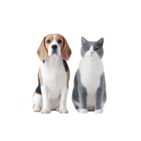 Beagle dog and gray and white cat sit side by side, both looking directly at camera with calm expressions. background is plain, highlighting animals png