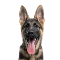 Happy German Shepherd dog with its tongue out, showcasing its playful and friendly nature. dog ears are perked up, and its fur is mix of black and tan, typical of breed png