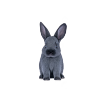 Cute, fluffy gray rabbit with large ears sits facing forward against plain background, exuding sense of calm and curiosity png