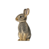 Cute, small rabbit with soft fur sits upright, showcasing its alert ears and gentle expression against plain background. rabbit delicate features and fluffy appearance evoke sense of calm png