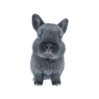 Cute, fluffy gray rabbit sits facing forward, showcasing its soft fur and alert ears. rabbit gentle expression and small size make it appear endearing and approachable png