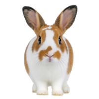 Cute brown and white rabbit with large ears sits facing forward, showcasing its soft fur and curious expression. rabbit markings are distinct, adding to its charm png