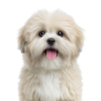 Fluffy, cream colored dog with joyful expression and pink tongue sticking out, showcasing its playful nature. dog fur is soft and well groomed, adding to its adorable appearance png