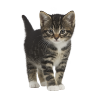 Cute tabby kitten with white paws stands alertly, showcasing its striped fur and curious expression. kitten small size and playful demeanor make it adorable sight png