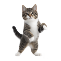 Playful tabby cat stands on its hind legs with curious expression, showcasing its white and gray fur. cat pose is dynamic and engaging, capturing moment of feline agility png