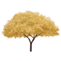 Tree with vibrant yellow foliage stands against transparency background, showcasing its full, rounded canopy. trunk is slender and supports lush, dense leaves, creating striking contrast png