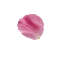Single pink rose petal with delicate texture and soft color, isolated on transparency background, evokes sense of elegance and simplicity png