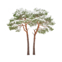 Two snow covered pine trees stand side by side, showcasing their tall trunks and lush green needles. snow delicately blankets branches, creating serene winter scene png