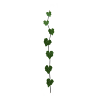 Single vine with heart shaped green leaves climbs vertically against plain background, showcasing nature simplicity and elegance png