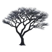 Silhouette of leafless tree with intricate branches against transparent background, evoking sense of calm and simplicity png