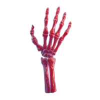 Red skeletal hand with detailed bones is depicted against plain background, showcasing anatomical features and artistic design. image highlights structure of hand in vibrant, eye catching manner png
