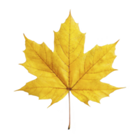 Vibrant yellow maple leaf with detailed veins and natural texture, symbolizing autumn and nature beauty. leaf is isolated on transparency background, highlighting its intricate shape png