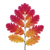 Vibrant autumn leaf with gradient of red, orange, and yellow hues, showcasing intricate vein patterns. leaf symmetrical shape and vivid colors evoke sense of natural beauty and seasonal change png