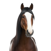 Majestic brown horse with white blaze on its face stands against plain background, showcasing its sleek mane and attentive expression png