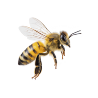 Close up image of honeybee in flight, showcasing its detailed wings and striped body against transparency background. bee intricate features are highlighted, emphasizing its role in pollination png