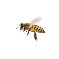 Close up image of honeybee in flight, showcasing its detailed wings and striped body against plain background. bee delicate features are highlighted, emphasizing its role in pollination png