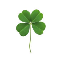 Vibrant green four leaf clover symbolizing luck and prosperity, isolated on transparency background. clover leaves are symmetrical and fresh, representing good fortune png