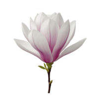 Delicate pink and white magnolia flower in full bloom, showcasing its soft petals and vibrant colors against plain background. flower elegance and natural beauty are highlighted png