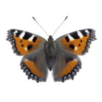Vibrant butterfly with orange, black, and white patterns on its wings, showcasing delicate textures and intricate details. butterfly is isolated on transparency background png