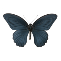 Beautiful dark blue butterfly with detailed wings and subtle patterns is displayed against plain background, showcasing its elegance and symmetry png