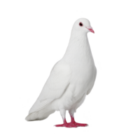 White dove stands gracefully against plain background, showcasing its pure feathers and red feet. bird serene expression and elegant posture convey sense of peace and tranquility png