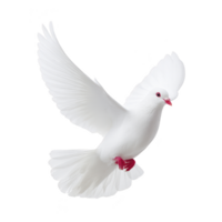 White dove with outstretched wings gracefully soars against transparency background, symbolizing peace and freedom. Its red eyes and feet add striking contrast to its pure white feathers png