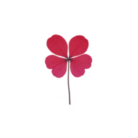 Vibrant red four leaf clover with delicate veins is centered on plain background, symbolizing luck and positivity. unique color adds touch of whimsy and charm png