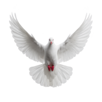 White dove with outstretched wings gracefully soars against transparency background, symbolizing peace and freedom. bird feathers are detailed and pristine, creating striking contrast png