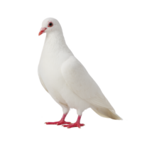 White dove with red eyes and feet stands gracefully against plain background, symbolizing peace and purity. Its feathers are smooth and pristine, creating serene and elegant appearance png