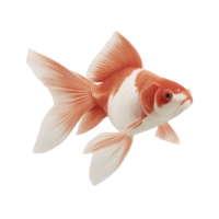 Vibrant orange and white goldfish with flowing fins swims gracefully against transparency background, showcasing its delicate scales and elegant movement png