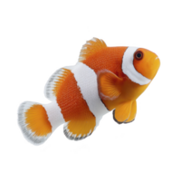 Vibrant clownfish with orange and white stripes swims gracefully against plain background, showcasing its distinctive patterns and lively demeanor png