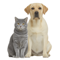 Gray cat and yellow Labrador retriever sit side by side, showcasing calm and friendly demeanor. cat fur is sleek and dog coat is smooth, highlighting their healthy appearance png