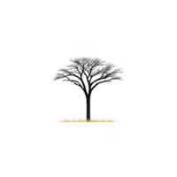 Solitary acacia tree stands against transparency background, its branches spreading wide and bare, with patch of dry grass at its base, evoking sense of isolation and resilience png